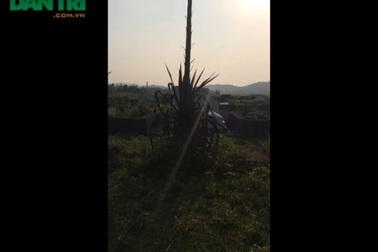 Cây dứa khủng ở Nghệ An ra hoa khiến người dân hoang mang.