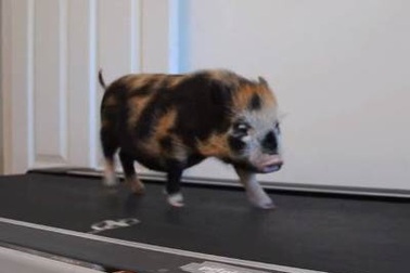 Lợn "tạo dáng" trên máy chạy bộ