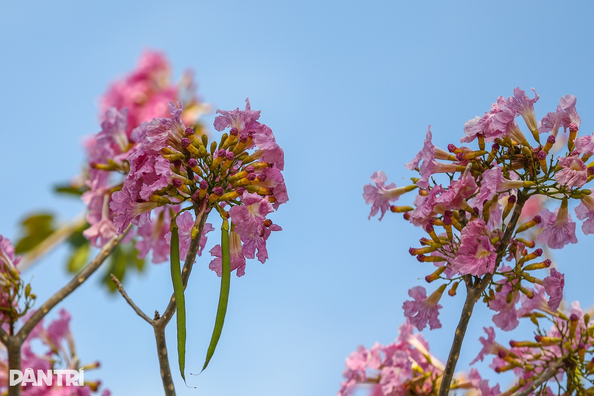 Giới trẻ háo hức chụp ảnh với hoa kèn hồng đang mùa nở rộ ở TPHCM - 4