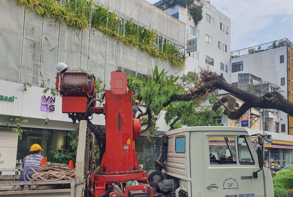 Cây lớn bật gốc trước cổng trường học ở TPHCM, nhiều người bị thương - 2 Cây lớn bật gốc trước cổng trường học ở TPHCM, nhiều người bị thương - 2