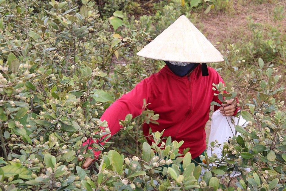 Hà Tĩnh: Người dân đổ xô đi hái sim, bỏ túi vài trăm nghìn đồng/ngày - 5 Hà Tĩnh: Người dân đổ xô đi hái sim, bỏ túi vài trăm nghìn đồng/ngày - 5