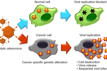 Các nhà khoa học dùng virus để tiêu diệt ung thư như thế nào?