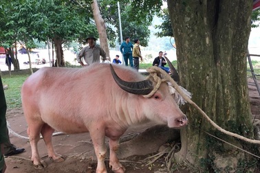Yên Bái: Vẫn thịt trâu tế nhưng quây kín bạt, không cho dân xem