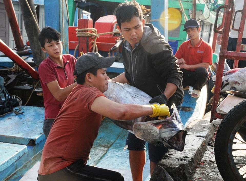 Bình Định quyết gỡ “thẻ vàng thủy sản - 3 Bình Định quyết gỡ “thẻ vàng thủy sản - 3