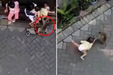 Khỉ đi xe đạp túm và kéo lê em bé