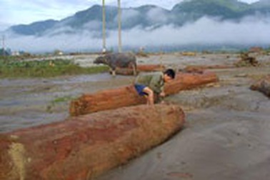 “Săn” gỗ quý mùa lũ