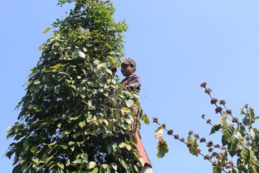 Hàng trăm người tất bật vào việc "ăn cơm dưới đất, làm việc trên cây..."