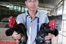 Bỏ ra 230 triệu đầu tư nuôi gà vua chân voi, lãi 35 triệu/tháng