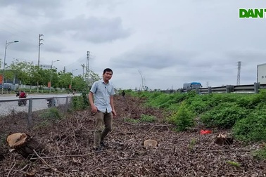 Người dân tiếc nuối vì mất hàng cây xanh trên cao tốc Cầu Giẽ - Ninh Bình