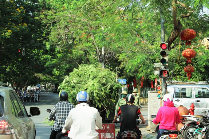 Người dân thành phố hoa phượng đỏ ủng hộ lựa chọn giải pháp bảo đảm an toàn nhưng không “lạm sát” cây xanh - Ảnh 3. Người dân thành phố hoa phượng đỏ ủng hộ lựa chọn giải pháp bảo đảm an toàn nhưng không “lạm sát” cây xanh - Ảnh 3.