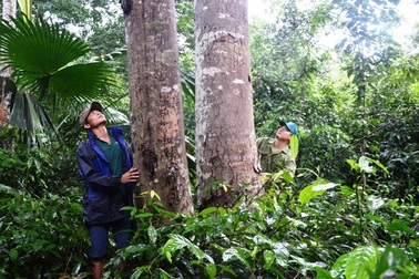 Người đàn ông "mãnh hổ" và cánh rừng lim bạc tỷ