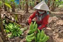Tìm nhân chứng vụ 127 buồng chuối bị xịt thuốc diệt cỏ