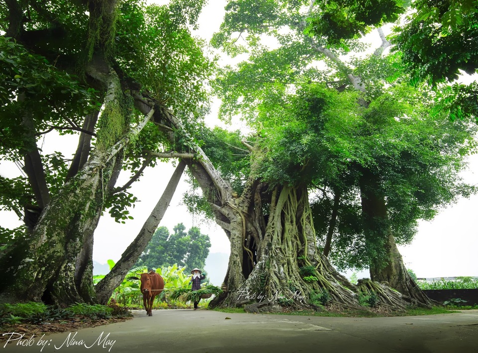 Người phụ nữ thổi hồn vào những bức tranh làng quê Việt - 2