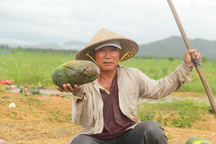 52ha dưa hấu bị mưa nhấn chìm, nông dân khóc nghẹn vì trắng tay