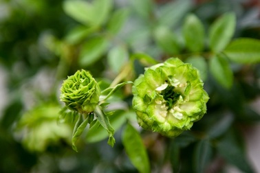 Hàng nghìn cây hoa hồng hội tụ tại lễ hội hoa ở Hà Nội