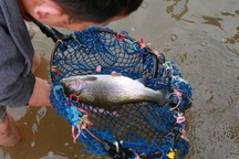 Tiểu thương “kêu trời” vì cá hồi Sa Pa trượt giá