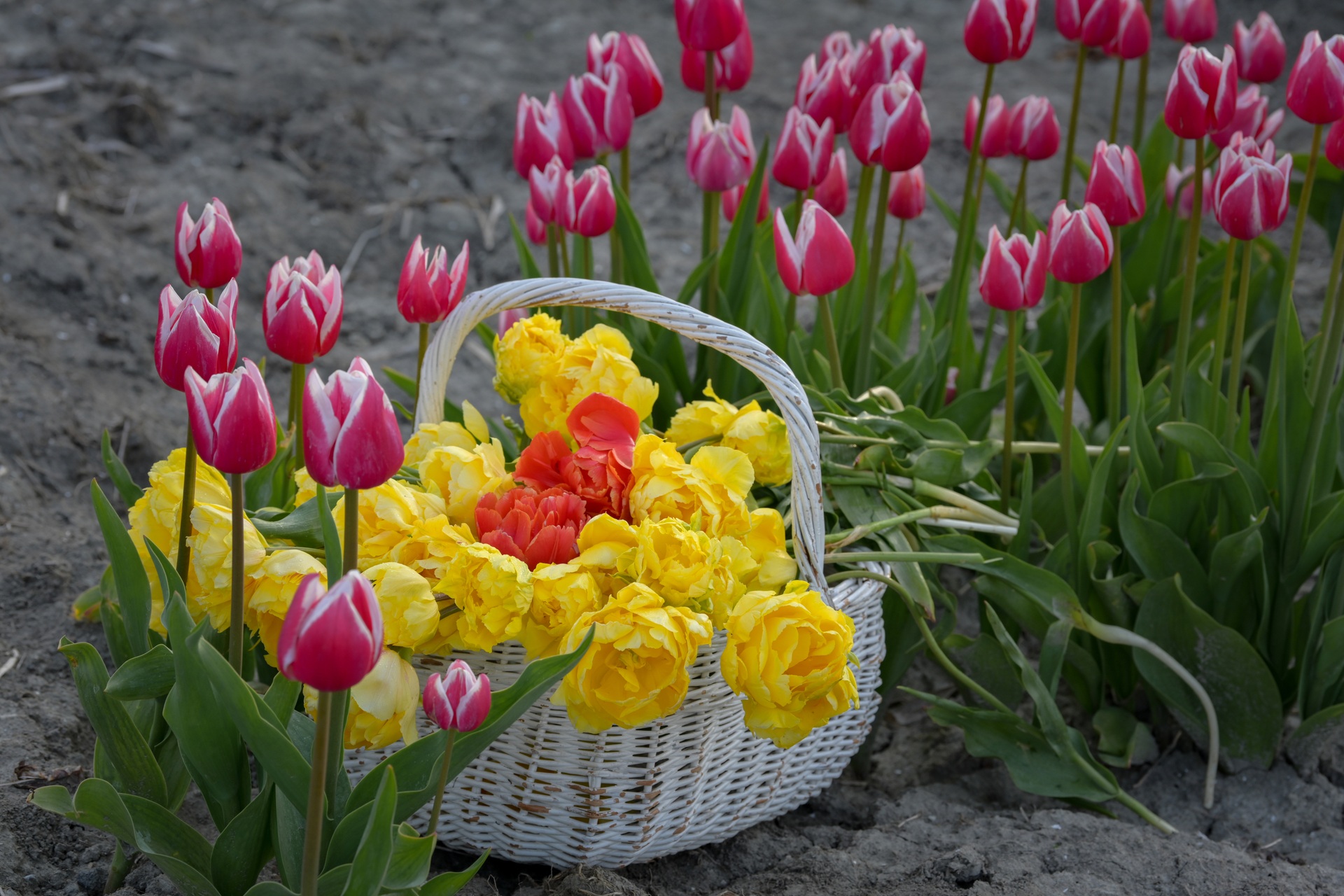 Mãn nhãn cánh đồng hoa tulip đẹp như cổ tích ở ngôi làng cổ 400 tuổi - 10 Mãn nhãn cánh đồng hoa tulip đẹp như cổ tích ở ngôi làng cổ 400 tuổi - 10