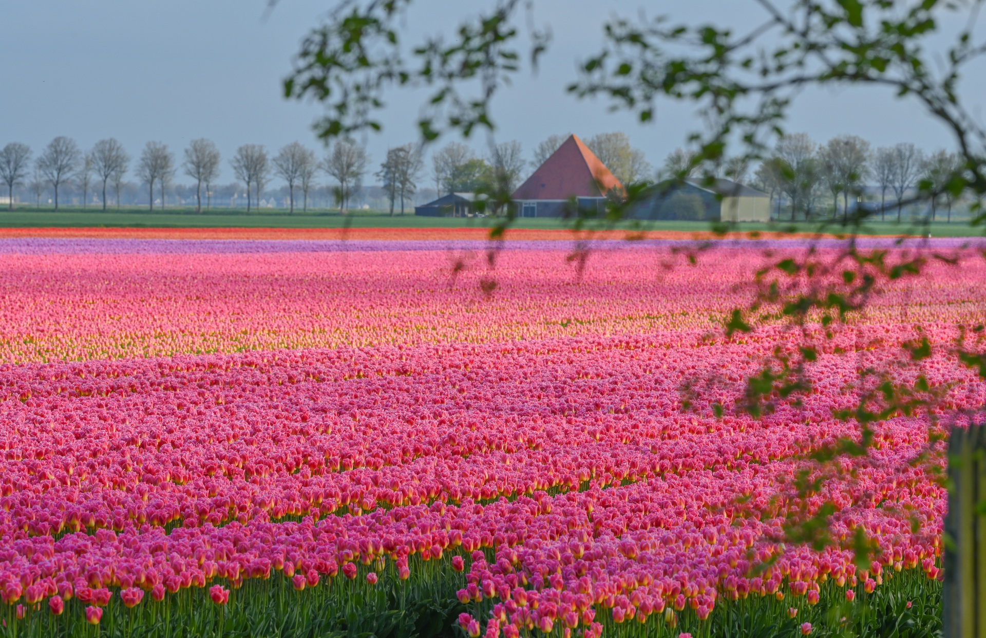 Mãn nhãn cánh đồng hoa tulip đẹp như cổ tích ở ngôi làng cổ 400 tuổi - 12