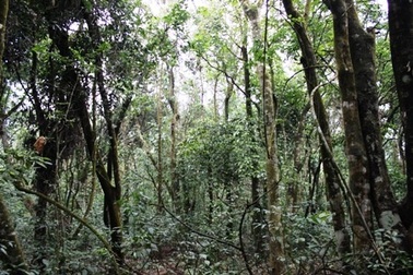 Quảng Trị: Phạt công ty du lịch hơn 300 triệu đồng vì phá rừng