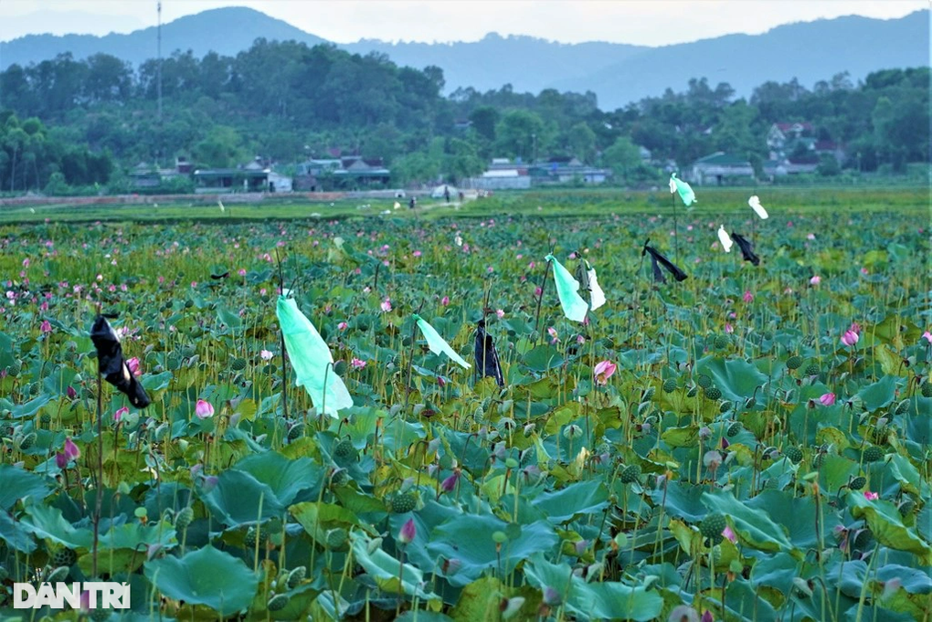 Ngâm mình trong bùn hái đài sen, thu hàng chục triệu đồng - 4 Ngâm mình trong bùn hái đài sen, thu hàng chục triệu đồng - 4