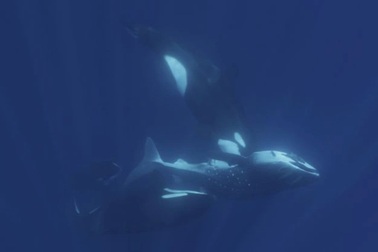 Cách cá voi sát thủ trở thành kẻ săn mồi đáng sợ nhất đại dương