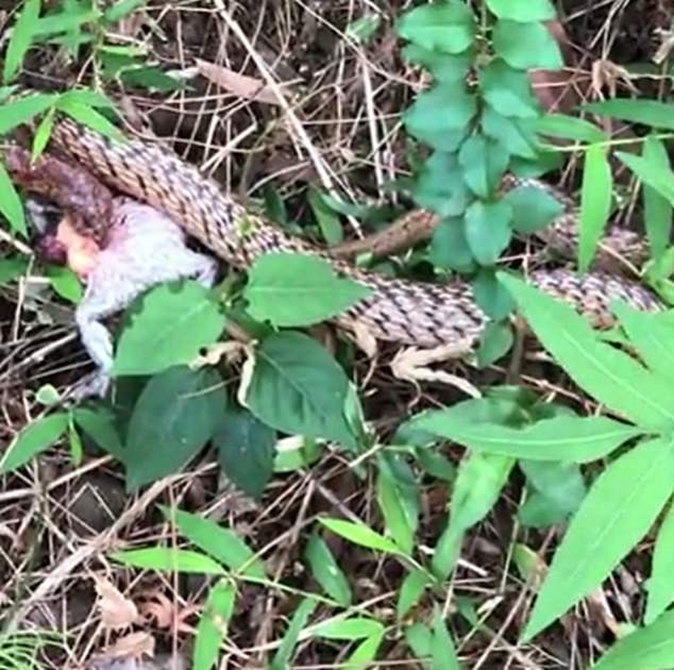 Video: Hãi hùng loài rắn có cách săn mồi tàn nhẫn và kinh khủng bậc nhất - 1 Video: Hãi hùng loài rắn có cách săn mồi tàn nhẫn và kinh khủng bậc nhất - 1