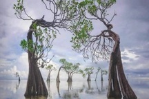 Rừng cây "nhảy múa" độc đáo ở Indonesia có thực sự chuyển động?