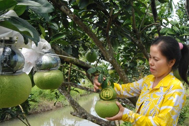 Bưởi hồ lô rớt giá