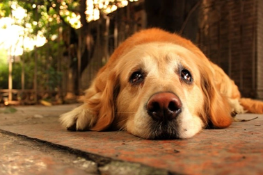 Nghiên cứu khẳng định loài chó thực sự biết rơi lệ vì cảm xúc