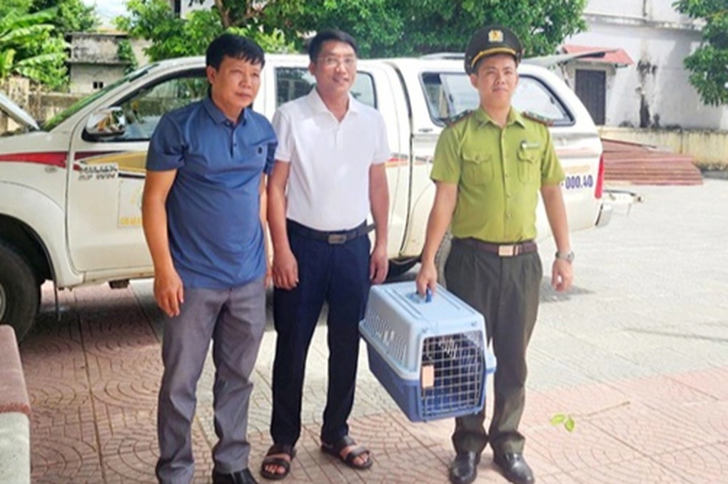 Người dân bàn giao 3 cá thể khỉ vàng quý hiếm để thả về tự nhiên - 1 Người dân bàn giao 3 cá thể khỉ vàng quý hiếm để thả về tự nhiên - 1