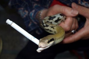 Rắn "nghiện" thuốc lá