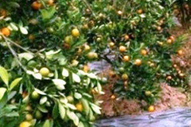 Vườn quất cảnh bán dịp Tết của người dân bị phá hoại