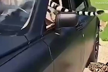 Video hổ tự nhiên như ruồi, đi qua mặt tài xế chui vào siêu xe