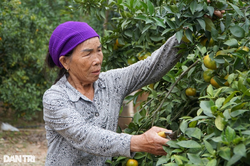 Vợ chồng U70 vào thung lũng lập nghiệp, nhẹ nhàng thu vài tỷ đồng mỗi năm - 3