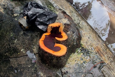 Hoàn tất điều tra vụ "sưa tặc" giữa lòng thủ đô