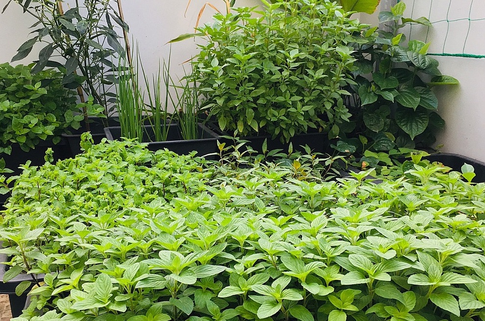 Khu vườn gần 50 gốc hồng tiếp năng lượng cho gia đình Sài Gòn mùa dịch - 7 Khu vườn gần 50 gốc hồng tiếp năng lượng cho gia đình Sài Gòn mùa dịch - 7
