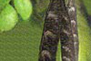 Thuốc chữa đau răng từ thảo dược