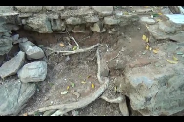 Độc đáo cây đa "ôm" cổng phủ trăm tuổi