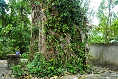 Độc đáo cây bồ đề cổ thụ ôm trọn tháp am ở ngôi đền hơn 300 tuổi