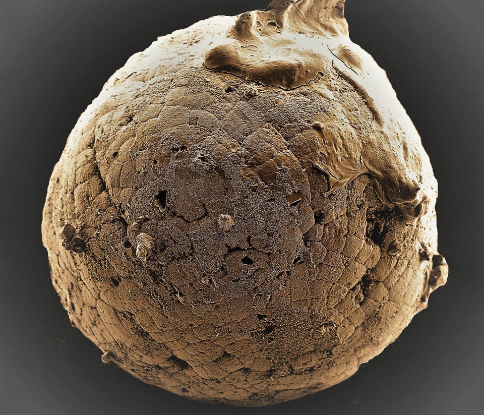 Những động vật đầu tiên xuất hiện như thế nào? - 1 Những động vật đầu tiên xuất hiện như thế nào? - 1