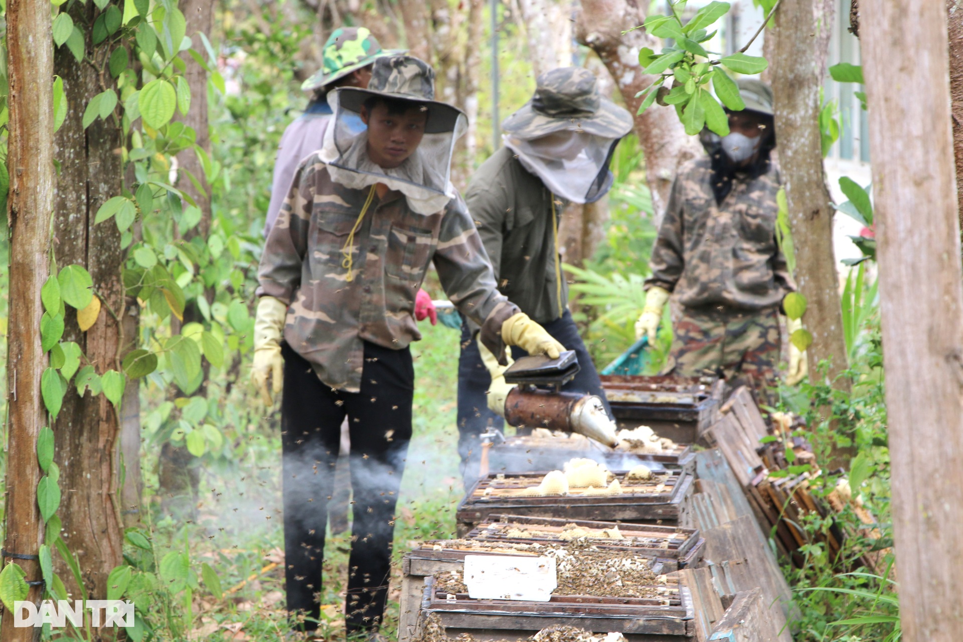 Mùa mật ong sớm ở Tây Nguyên - 8