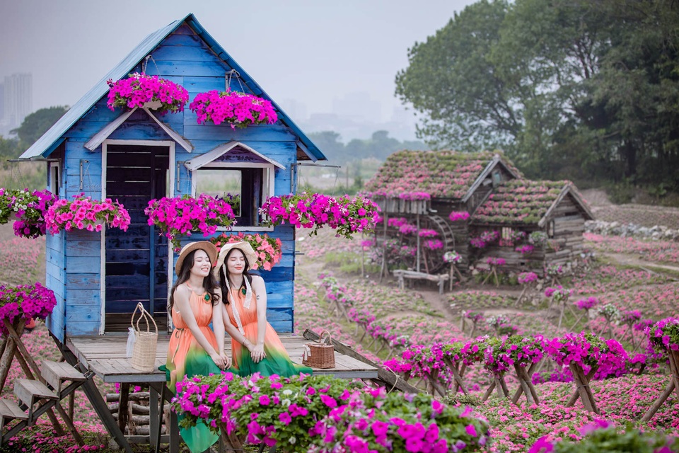 Đồi hoa ngọc thảo hồng đẹp như tranh vẽ tại Hà Nội - 6 Đồi hoa ngọc thảo hồng đẹp như tranh vẽ tại Hà Nội - 6