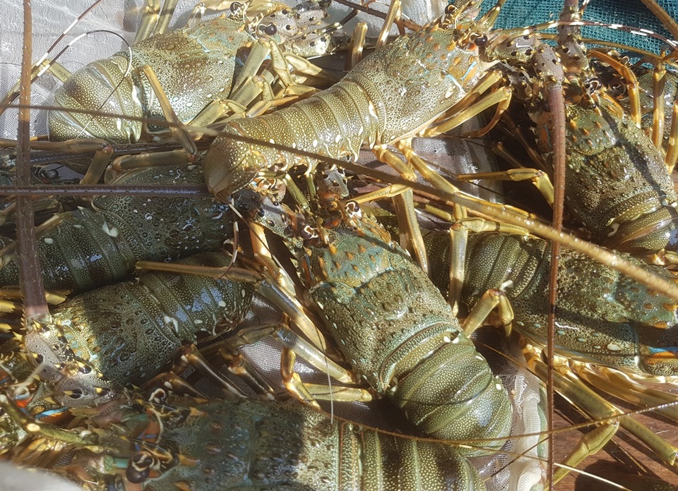 Tôm hùm xanh rớt giá chưa từng thấy, tại Khánh Hòa còn 600 ngàn đồng/kg - 3 Tôm hùm xanh rớt giá chưa từng thấy, tại Khánh Hòa còn 600 ngàn đồng/kg - 3