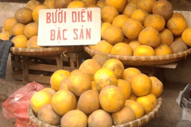 Đặc sản bưởi Diễn, chủ yếu là giả 