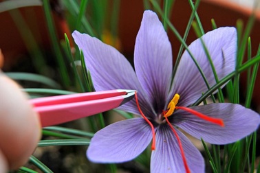 Khám phá tường tận về Saffron dưới góc nhìn chuyên gia