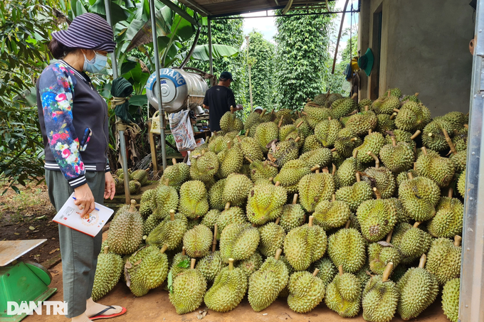 Giá sầu riêng tại Đắk Lắk cao kỷ lục, chủ vườn được khuyên cần tỉnh táo - 3