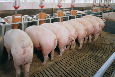 Chủ thương hiệu "Heo ăn chay": Ông nào bảo vệ được đàn sẽ không lỗ