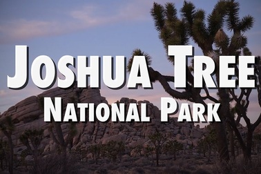 Cây Joshua trong hoang mạc