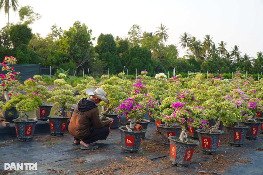 Chủ vườn hoa giấy sốc khi cả mùa Tết không ai hỏi mua - 2 Chủ vườn hoa giấy sốc khi cả mùa Tết không ai hỏi mua - 2