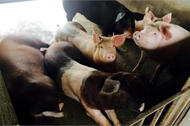 Lợn giun quế ăn Tết: Đặt trước 4 tháng, cử người thăm nuôi